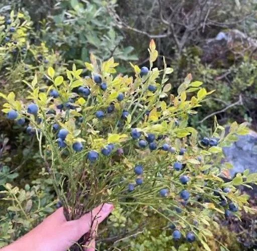 Moderne Ved Sjoen Med Badstue Romskog